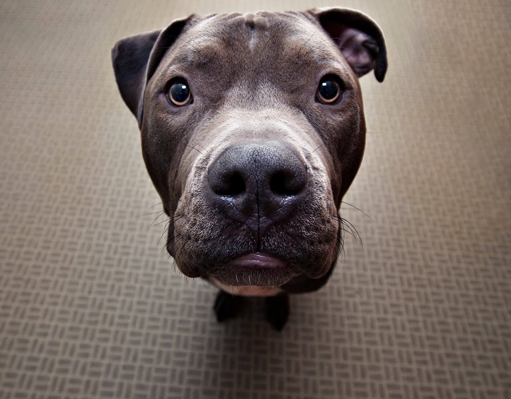 avi the bluenose pitbull by Steve Rosenfield Photography
